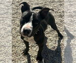 Small #2 American Pit Bull Terrier Mix