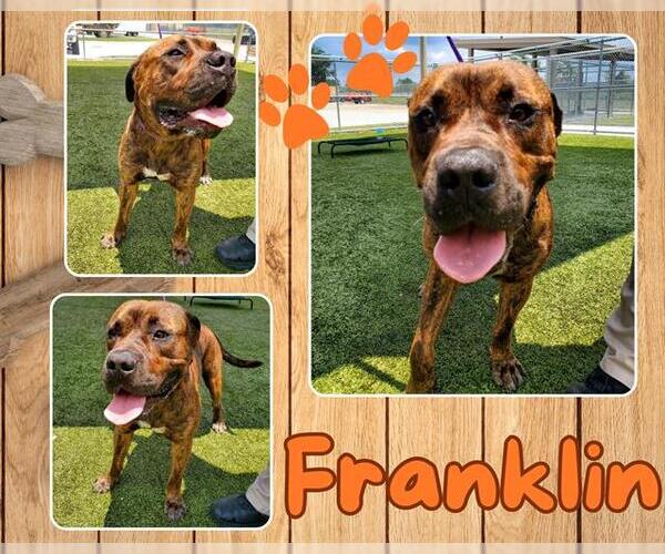 Medium Photo #1 Mutt Puppy For Sale in Pearland, TX, USA