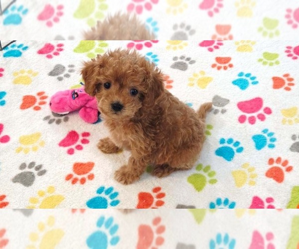 Medium Photo #6 Cavapoo (Miniature)-Poodle (Toy) Mix Puppy For Sale in ORO VALLEY, AZ, USA