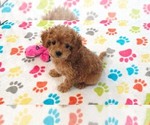 Small #5 Cavapoo (Miniature)-Poodle (Toy) Mix