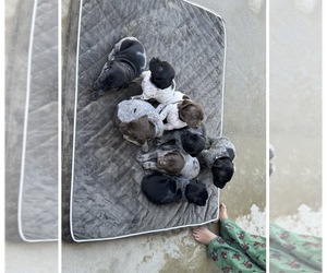 German Shorthaired Pointer Puppy for sale in LOS ALAMOS, CA, USA