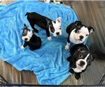 Small Boston Terrier