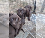 Small Photo #3 Labrador Retriever Puppy For Sale in BENTS FORT, CO, USA