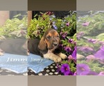 Small Photo #17 Basset Hound Puppy For Sale in COLUMBIA CROSS ROADS, PA, USA
