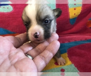 Pembroke Welsh Corgi Puppy for sale in RAMONA, OK, USA