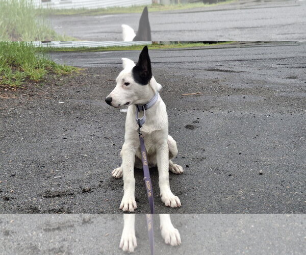 Medium Photo #36 Shollie Puppy For Sale in Sebec, ME, USA