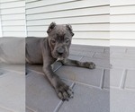 Cane Corso Pups - Male Cane Corso Puppy for Sale - Photo #2