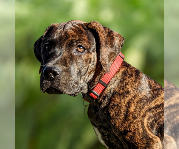 Medium Photo #1 Cane Corso-Doberman Pinscher Mix Puppy For Sale in BOULDER CREEK, CA, USA