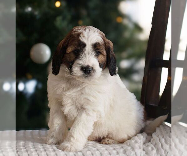 Medium Photo #2 Bernedoodle (Miniature) Puppy For Sale in NEW HOLLAND, PA, USA