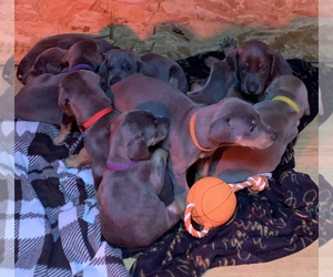 Doberman Pinscher-Great Dane Mix Puppy for sale in ARDMORE, OK, USA