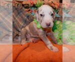 Small #5 Great Dane