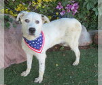 Small #1 Border Collie Mix