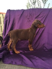 Doberman Pinscher Puppy for sale in PANAMA CITY, FL, USA