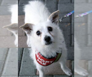 Mutt Dogs for adoption in Mission Viejo, CA, USA