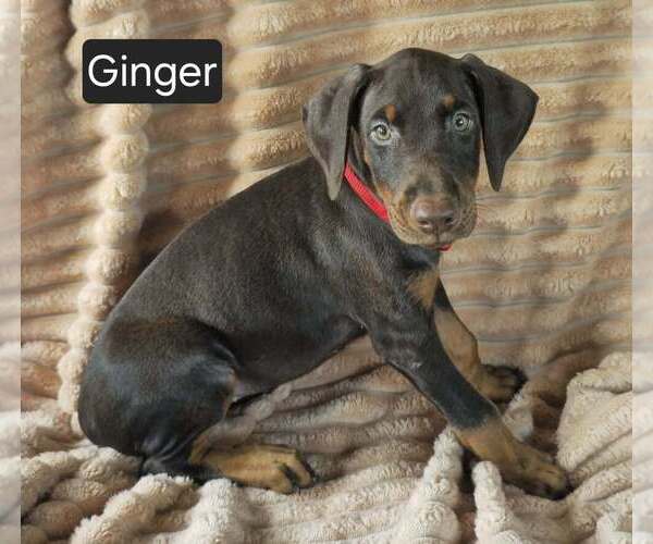 Medium Photo #4 Doberman Pinscher Puppy For Sale in POMEROY, OH, USA