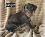 Small #3 Doberman Pinscher
