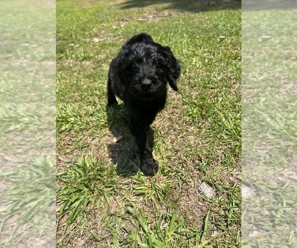 Medium Photo #2 Goldendoodle Puppy For Sale in CLINTON, NC, USA