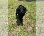Small Photo #2 Goldendoodle Puppy For Sale in CLINTON, NC, USA