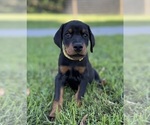 Small #19 Doberman Pinscher