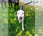Small #2 American Pit Bull Terrier Mix
