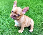 Small #7 French Bulldog