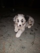 Small Photo #7 Australian Shepherd Puppy For Sale in KERRVILLE, TX, USA