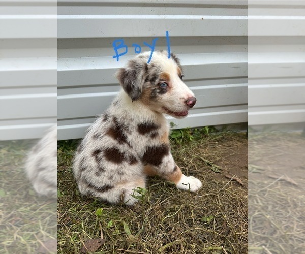 Medium Photo #18 Australian Shepherd Puppy For Sale in HYDEN, KY, USA