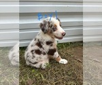 Litter of 7 - Male(s) and Female(s) Australian ShepherdLitter of Puppies for Sale - Photo #18