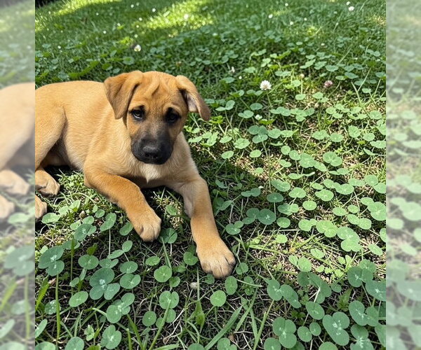 Medium Photo #4 Black Mouth Cur-German Shepherd Dog Mix Puppy For Sale in MIDWAY, UT, USA
