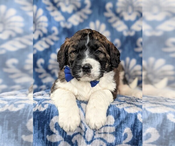 Medium Photo #4 Saint Berdoodle Puppy For Sale in OXFORD, PA, USA
