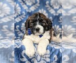 Small Photo #4 Saint Berdoodle Puppy For Sale in OXFORD, PA, USA