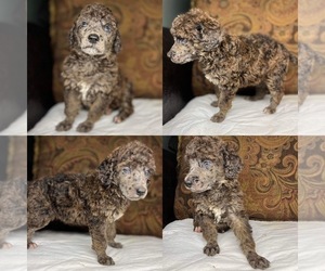 Poodle (Standard) Puppy for sale in BROOKER, FL, USA