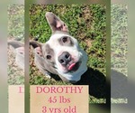 DOROTHY - Female Mutt Dog for Adoption - Small photo