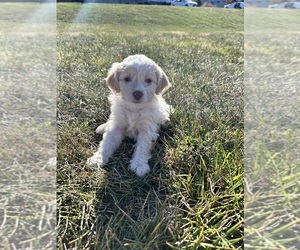 Cock-A-Poo Puppy for sale in INDEPENDENCE, MO, USA