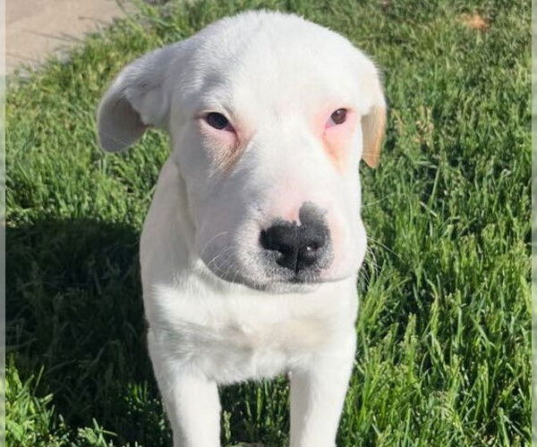 Medium Photo #4 American Pit Bull Terrier-Unknown Mix Puppy For Sale in MIDWAY, UT, USA