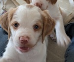 Puppy 1 Brittany