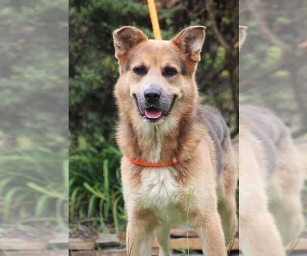 Medium Photo #2 Mutt Puppy For Sale in Canton, CT, USA