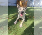 Small #3 Huskies -white german shepherd Mix