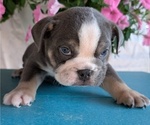 Small #4 English Bulldog