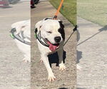 Small #16 American Pit Bull Terrier Mix