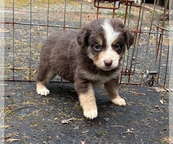 Medium Photo #1 Miniature Australian Shepherd Puppy For Sale in LONGVIEW, WA, USA