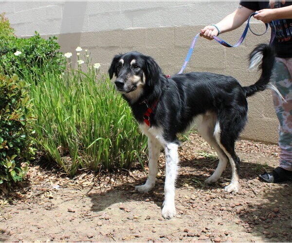 Medium Photo #2 Anatolian Shepherd-Unknown Mix Puppy For Sale in Yuba City, CA, USA