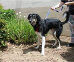 Small #1 Anatolian Shepherd Mix