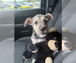 Small #3 German Shepherd Dog Mix