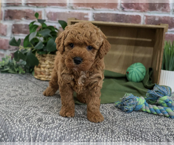 Medium Photo #5 Goldendoodle mix (+ Poodle Standard) Puppy For Sale in SYRACUSE, IN, USA