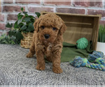 Small #4 Goldendoodle mix (+ Poodle Standard)