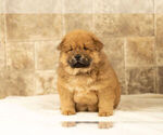 Small Photo #6 Chow Chow Puppy For Sale in NAPPANEE, IN, USA