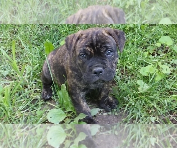 Medium Photo #1 Cane Corso Puppy For Sale in REDKEY, IN, USA