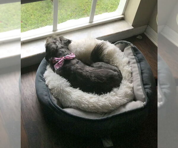 Medium Photo #3 Mutt Puppy For Sale in Tampa, FL, USA