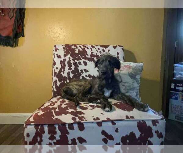 Medium Photo #2 Irish Wolfhound Puppy For Sale in WINDSOR, MO, USA